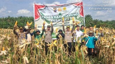 Dukung Asta Cita Presiden, Kapolsek Kampar Kiri Panen Raya 500 Kg Jagung di Gunung Mulya