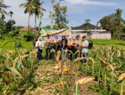 Dukung Swasembada Pangan 2026, Kapolsek Benai Bersama Kelompok Tani Panen Jagung Pipil di Desa Tebing Tinggi